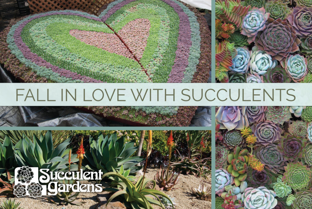 Succulent-Garden-Postcard-NorthwestFGShow-Front-cropsandbleeds