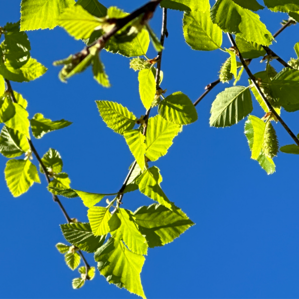 Birch tree leaves and blue. sky